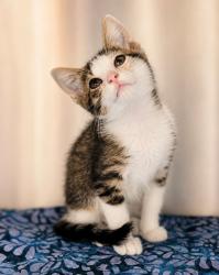 Shelter Stray Male Cat last seen Apt 5,207 Lormand Road, SCOTT, LA, 70583, 410 Dugas Rd, Lafayette, LA 70507, USA