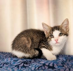 Shelter Stray Female Cat last seen Apt 5,207 Lormand Road, SCOTT, LA, 70583, 410 Dugas Rd, Lafayette, LA 70507, USA