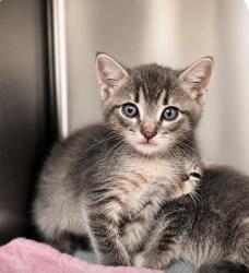 Shelter Stray Male Cat last seen Near N Church Street, CARENCRO, LA, 70520, 410 Dugas Rd, Lafayette, LA 70507, USA