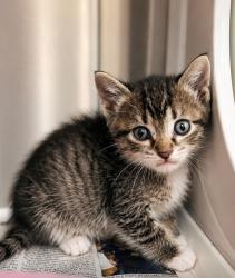 Shelter Stray Male Cat last seen Near N Church Street, CARENCRO, LA, 70520, 410 Dugas Rd, Lafayette, LA 70507, USA