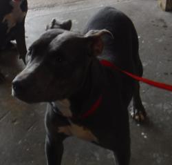 Shelter Stray Female Dog last seen Near Industrial Park Road, SAINT MARTINVILLE, LA, 70582, 410 Dugas Rd, Lafayette, LA 70507, USA