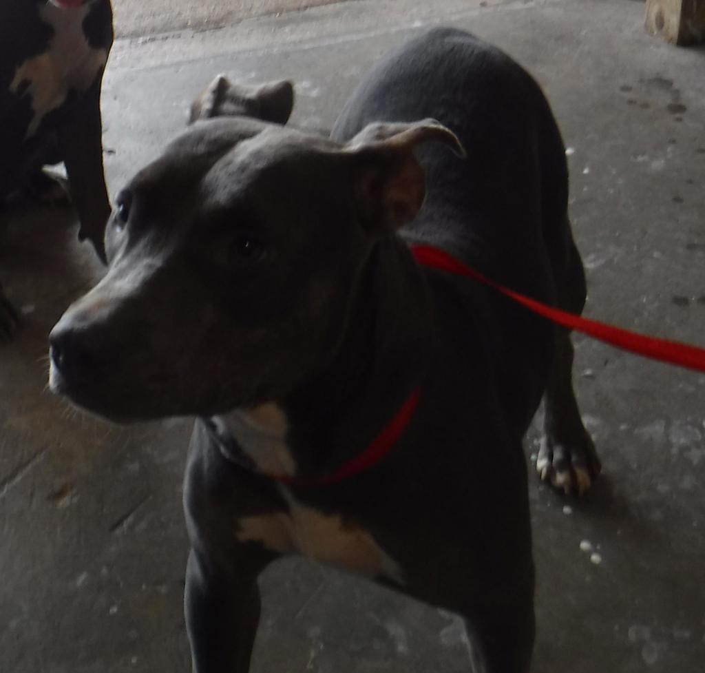 Shelter Stray Female Dog last seen Near Industrial Park Road, SAINT MARTINVILLE, LA, 70582, 410 Dugas Rd, Lafayette, LA 70507, USA