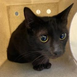 Shelter Stray Male Cat last seen Near N Dugas Road, LAFAYETTE, LA, 70507, 410 Dugas Rd, Lafayette, LA 70507, USA