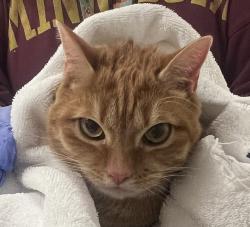 Shelter Stray Female Cat last seen Melrose Road, ZEBULON, NC, 27597, 820 Beacon Lake Dr, Raleigh, NC 27610, USA