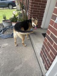 Found/Stray Unknown Dog last seen Dawson trail Fort Worth to , Fort Worth, TX 76108