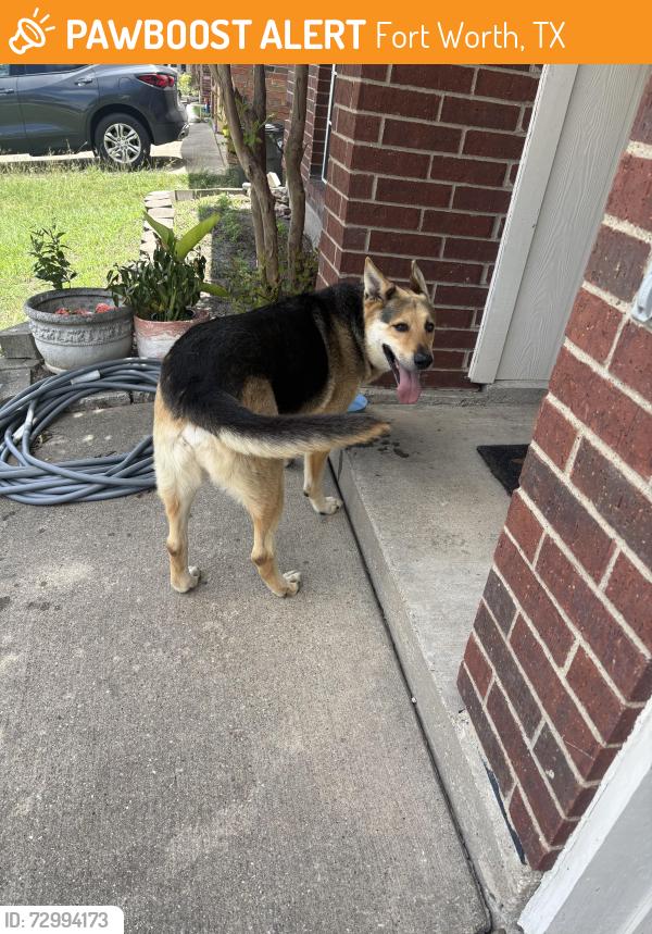 Found/Stray Unknown Dog last seen Dawson trail Fort Worth to , Fort Worth, TX 76108