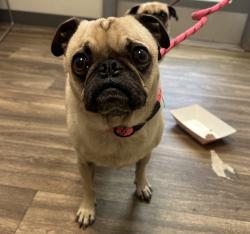 Shelter Stray Male Dog last seen Near Fifth Street, Imperial Beach, CA, 91932, 5500 Gaines St, San Diego, CA 92110, USA