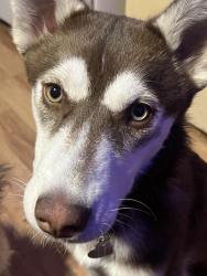 Reunited Female Dog last seen Near s, emery st, sherwood park, franklin elementary, concord st, navajo st, 300 s, Salt Lake City, UT 84104