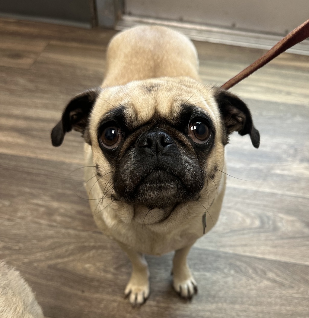 Shelter Stray Female Dog last seen Near Fifth Street, Imperial Beach, CA, 91932, 5500 Gaines St, San Diego, CA 92110, USA