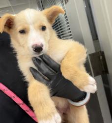Shelter Stray Female Dog last seen Near Morena Boulevard, San Diego, CA, 92110, 5500 Gaines St, San Diego, CA 92110, USA