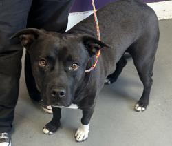 Shelter Stray Male Dog last seen W, MILLCREEK, UT, 84107, 511 W 3900 S, Salt Lake City, UT 84123, USA