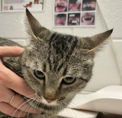 Shelter Stray Female Cat last seen cross streets Mineral and Platt Canyon, Littleton, CO, 80128, 580 McIntyre St, Golden, CO 80401, USA