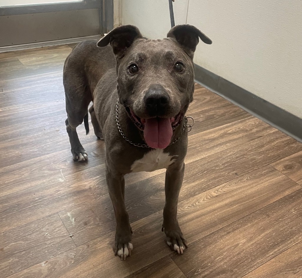 Shelter Stray Female Dog last seen Serra Mesa, San Diego, CA, 92123, 5500 Gaines St, San Diego, CA 92110, USA