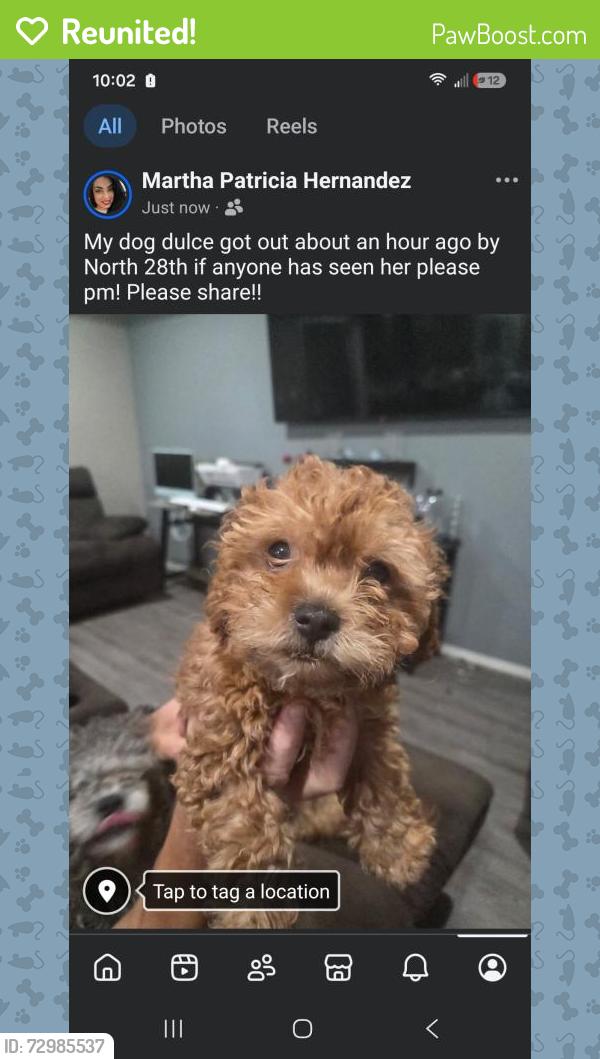 Reunited Female Dog last seen High St, Fort Smith, AR 72904