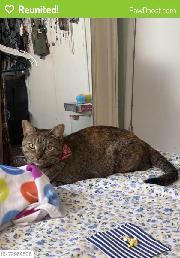Reunited Female Cat last seen Baldwin can’t cedar ln, El Monte, CA 91731