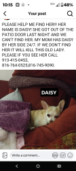Lost Female Dog last seen 95th and Quivira, Wilder apmts , Lenexa, KS 66215