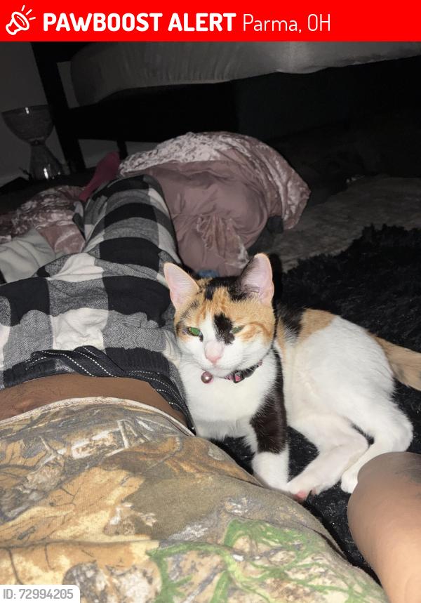 Lost Female Cat last seen dairy queen on ridge road, Parma, OH 44129