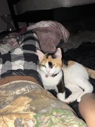 Lost Female Cat last seen dairy queen on ridge road, Parma, OH 44129