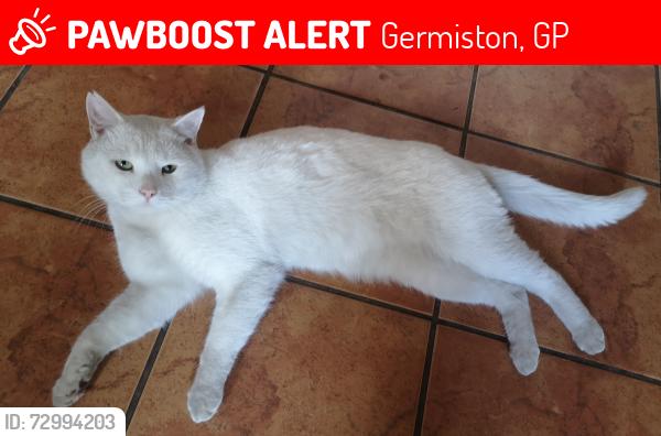 Lost Male Cat last seen Klippoortjie , Germiston, GP 1401