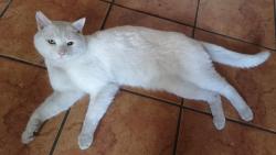 Lost Male Cat last seen Klippoortjie, Germiston, GP 1401
