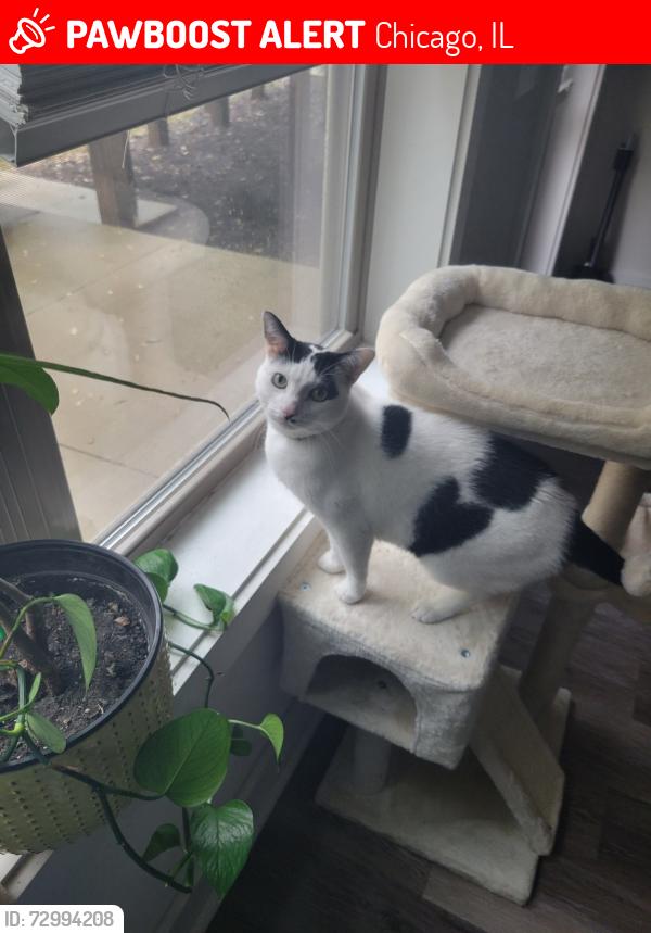 Lost Male Cat last seen 113th and Ave H, Chicago, IL 60617