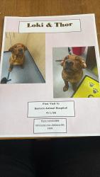 Reunited Male Dog last seen Holabird Ave, Dundalk, MD, USA, Dundalk, MD 21224