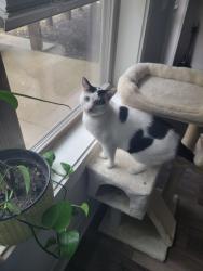 Lost Male Cat last seen 113th and Ave H, Chicago, IL 60617