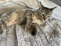 Reunited Female Cat last seen Mcdougald rd and McCormick rd, Harnett County, NC 27332