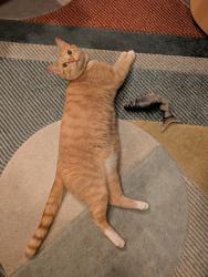 Lost Male Cat last seen Main st @E 17th ave , Vancouver, BC V5V 3M6
