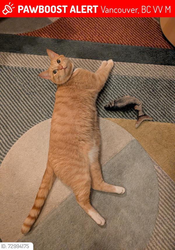 Lost Male Cat last seen Main st @E 17th ave , Vancouver, BC V5V 3M6