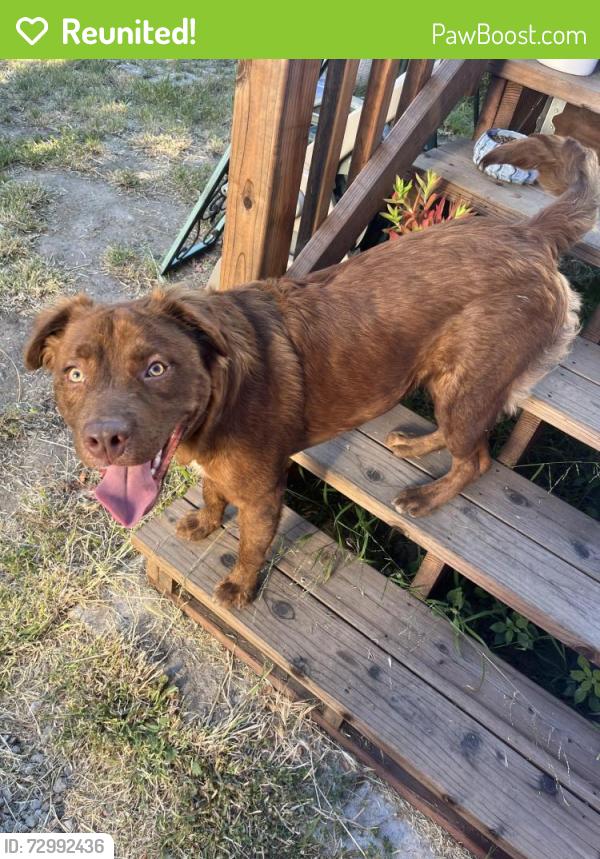 Reunited Male Dog last seen 32nd and West, Oakland, CA 94608