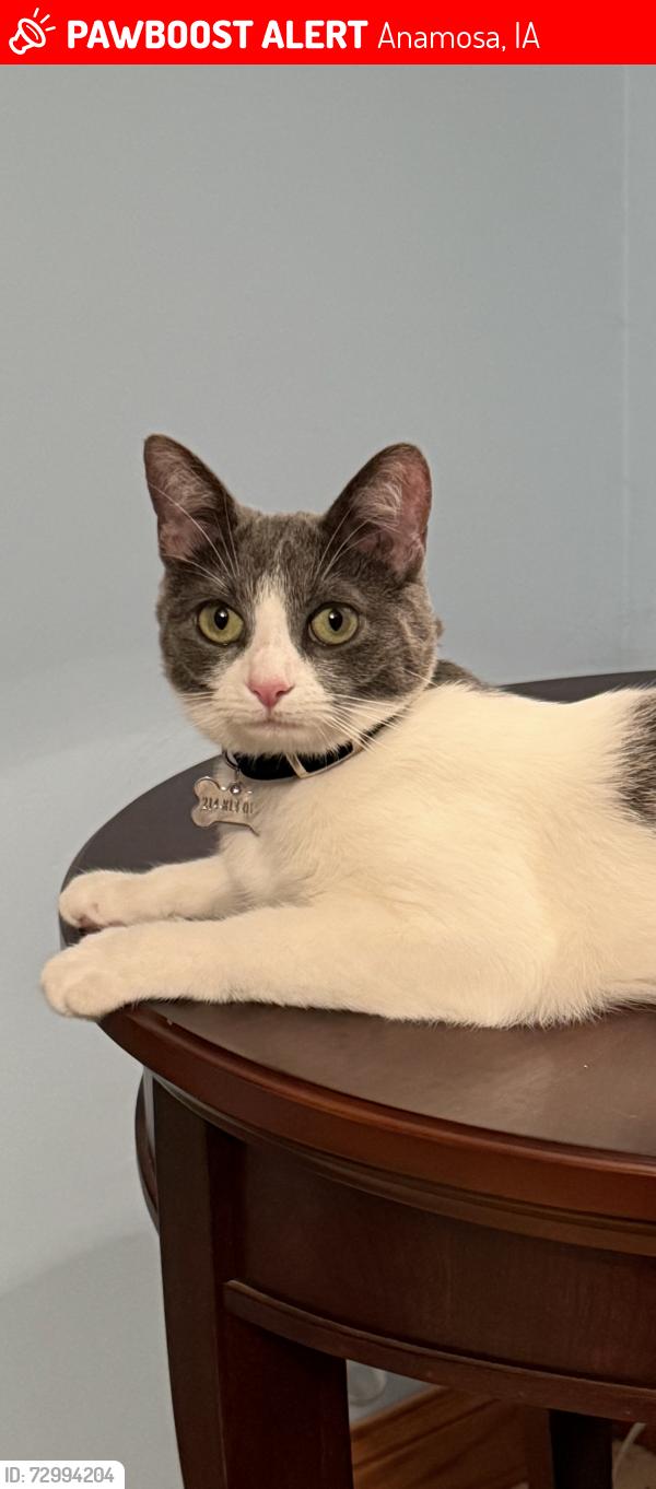 Lost Female Cat last seen 190th Ave , Anamosa, IA 52205
