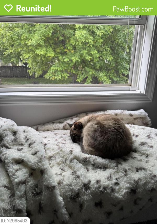 Reunited Female Cat last seen Westside Elementary, Elmwood Park, West Fargo, ND 58078