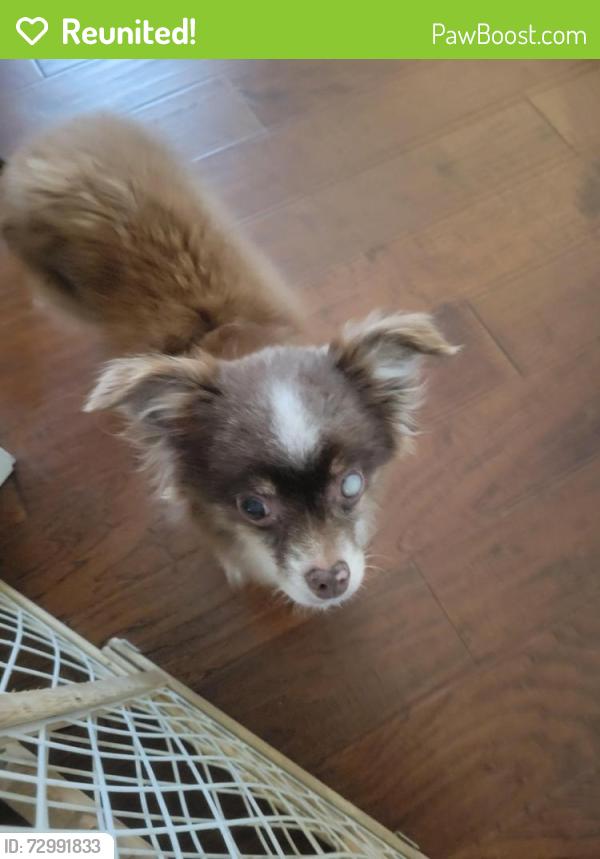 Reunited Male Dog last seen Sorry Place Drive, Cleburne, Tx, Cleburne, TX 76033