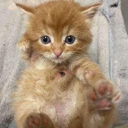 Shelter Stray Female Cat last seen , 54687 Co Rd 19, Bristol, IN 46507, USA