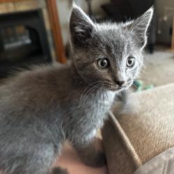 Shelter Stray Male Cat last seen , 54687 Co Rd 19, Bristol, IN 46507, USA