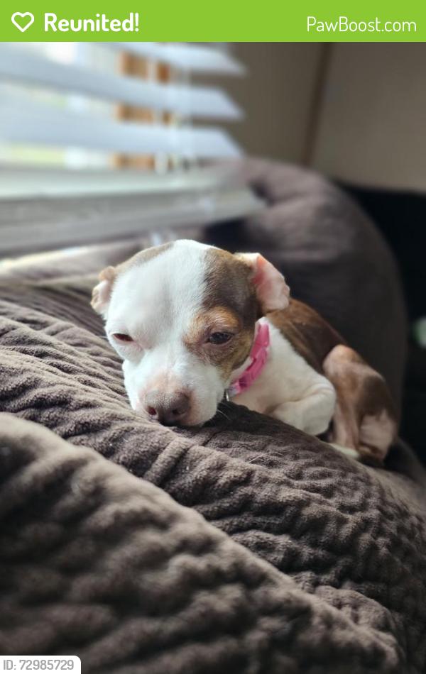 Reunited Female Dog last seen Hemlock street , Mount Carmel, TN 37645