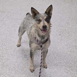 Shelter Stray Female Dog last seen , 5801 Graye Ln, Caldwell, ID 83607, USA