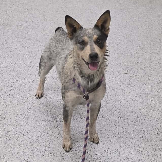 Shelter Stray Female Dog last seen , 5801 Graye Ln, Caldwell, ID 83607, USA