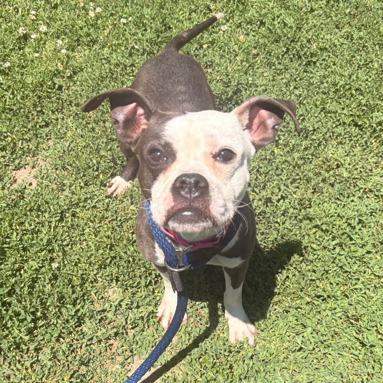 Shelter Stray Male Dog last seen , Animal Care & Control Team of Philly, 111 W Hunting Park Ave, Philadelphia, PA 19140, USA