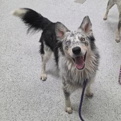 Shelter Stray Male Dog last seen , 5801 Graye Ln, Caldwell, ID 83607, USA