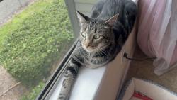 Lost Female Cat last seen beckner ave , Jacksonville, FL 32218