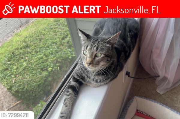 Lost Female Cat last seen beckner ave , Jacksonville, FL 32218