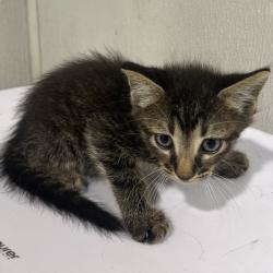 Shelter Stray Male Cat last seen , 3607 N Armenia Ave, Tampa, FL 33607, USA