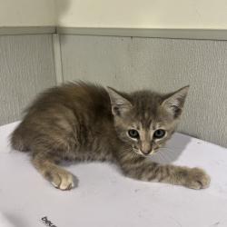 Shelter Stray Female Cat last seen , 3607 N Armenia Ave, Tampa, FL 33607, USA