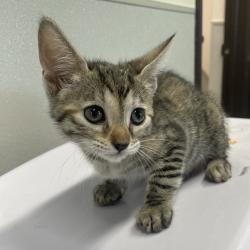 Shelter Stray Female Cat last seen , 3607 N Armenia Ave, Tampa, FL 33607, USA