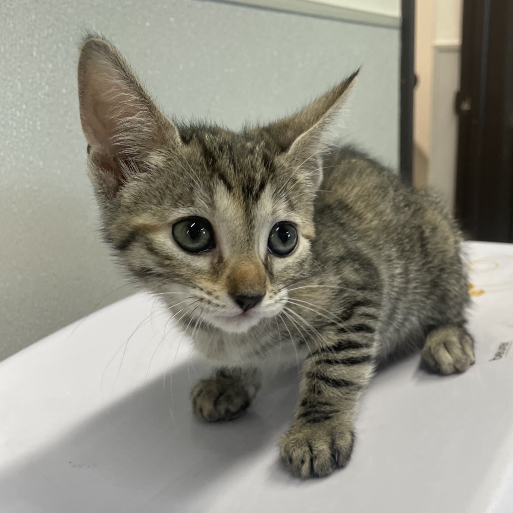 Shelter Stray Female Cat last seen , 3607 N Armenia Ave, Tampa, FL 33607, USA