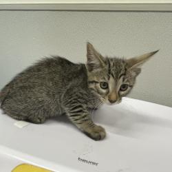 Shelter Stray Male Cat last seen , 3607 N Armenia Ave, Tampa, FL 33607, USA