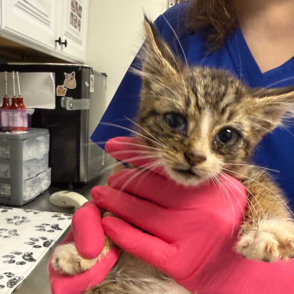 Shelter Stray Male Cat last seen , 328 Furman Hall Rd, Greenville, SC 29609, USA