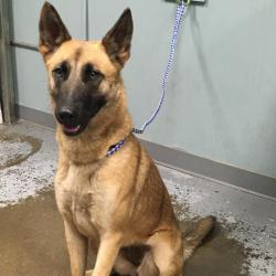 Shelter Stray Female Dog last seen , 328 Furman Hall Rd, Greenville, SC 29609, USA